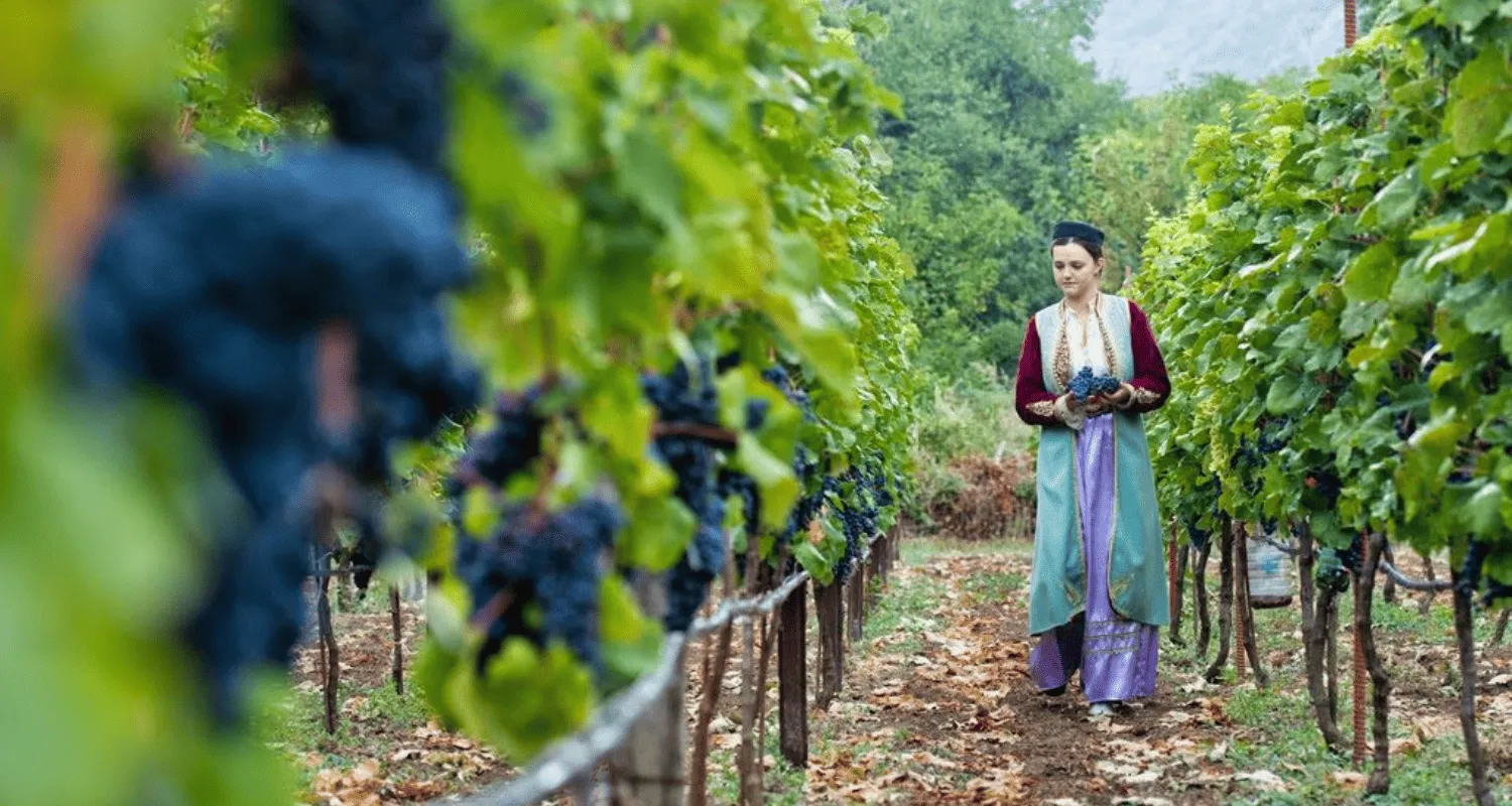 Woman in traditional Montenegrin attire walking through a vineyard in Crmnica.